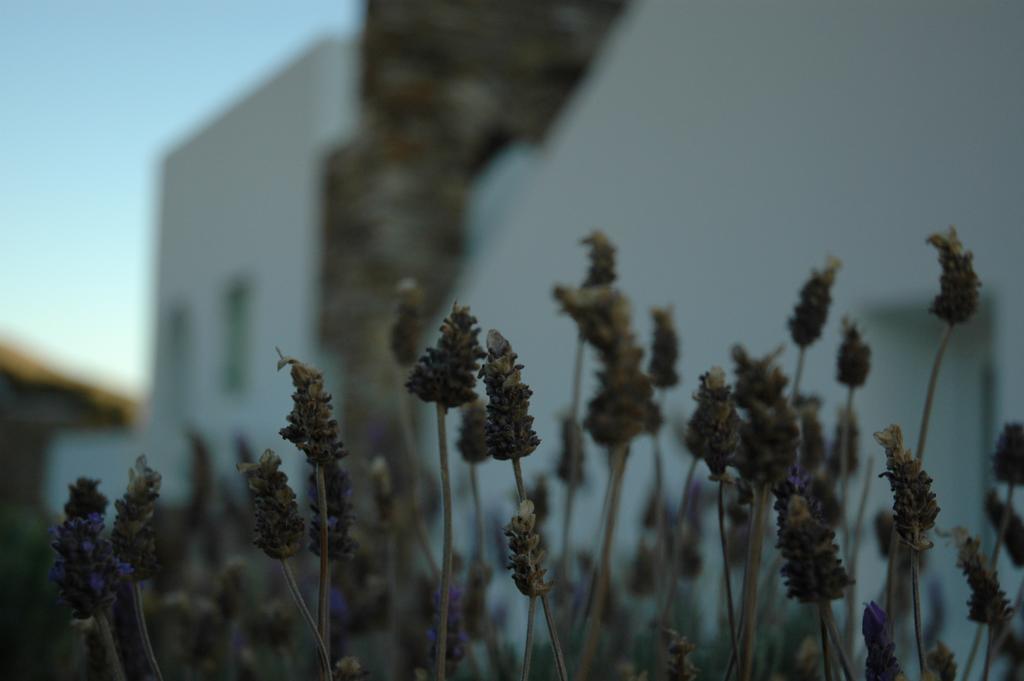 St George Antiparos Apartments And Studios Άγιος Γεώργιος Εξωτερικό φωτογραφία